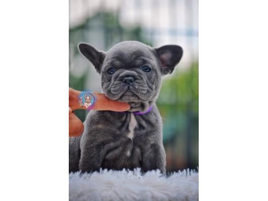Francuski buldog